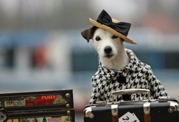 Животные с чемоданом