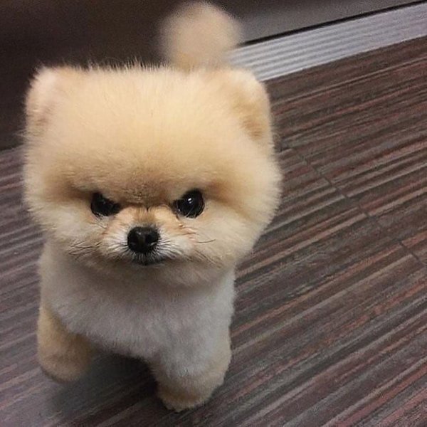 Померанский шпиц 6