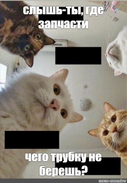 Слышь ты кто рыжий кот
