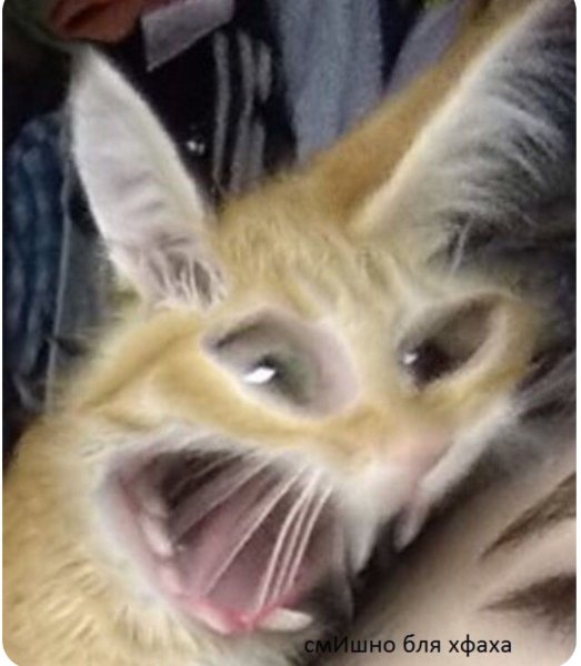 Укуренные коты