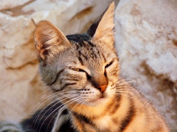 Кот с прищуренными глазами