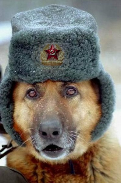 Овчарка в шапке