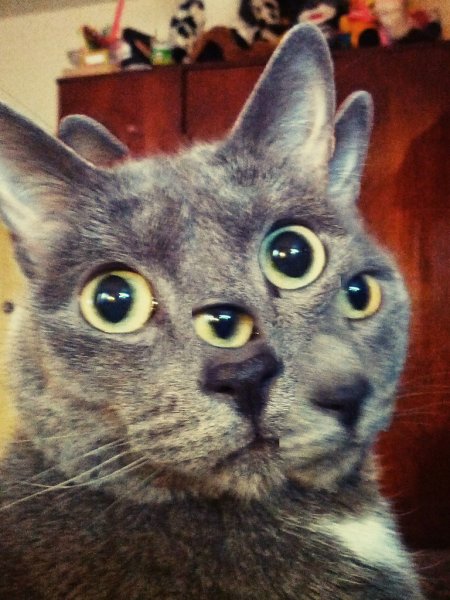 Кот упоролся