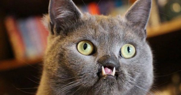 Глупая кошка