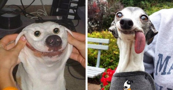 Дебильная собака