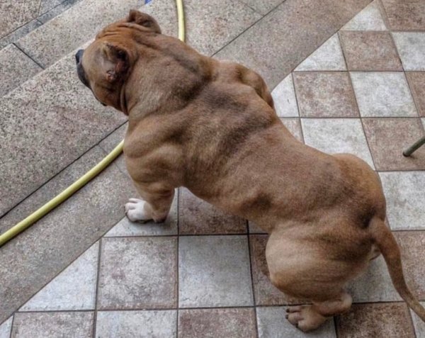 Порода собак Пессель