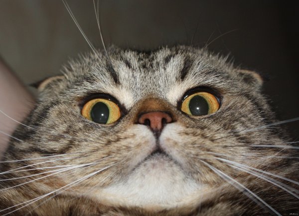 Упоротый кот