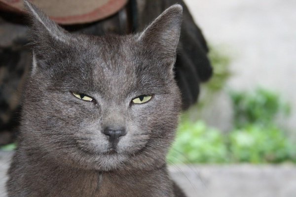 Кошачья ухмылка