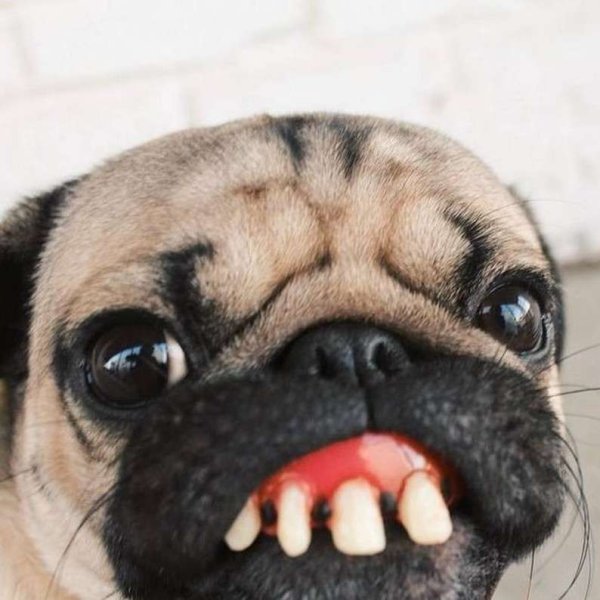 Мопс и чихуахуа