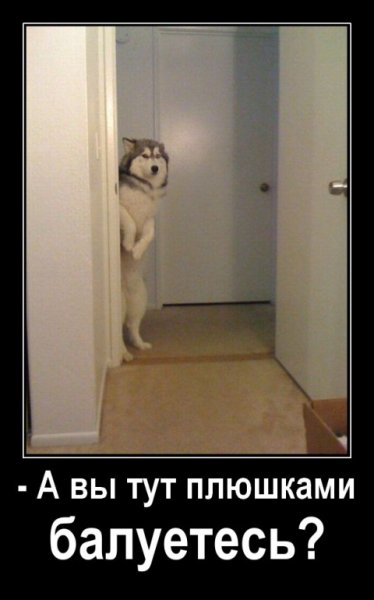 Собака выглядывает из-за двери