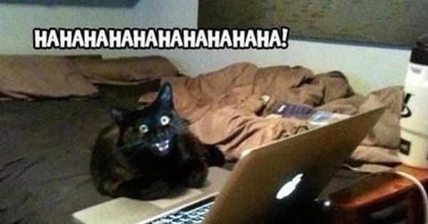 Черный кот за компом