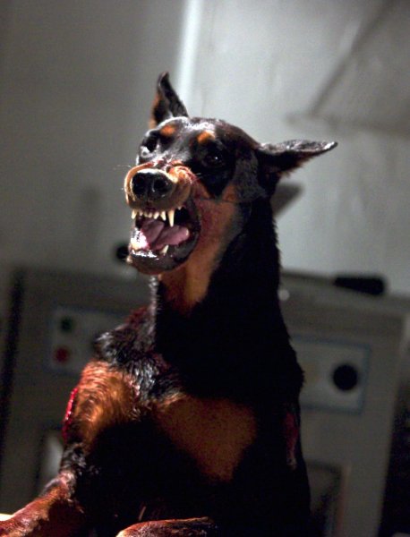 Доберман злой