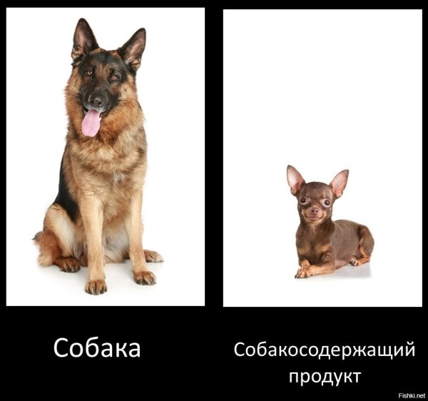 Мемы с собаками