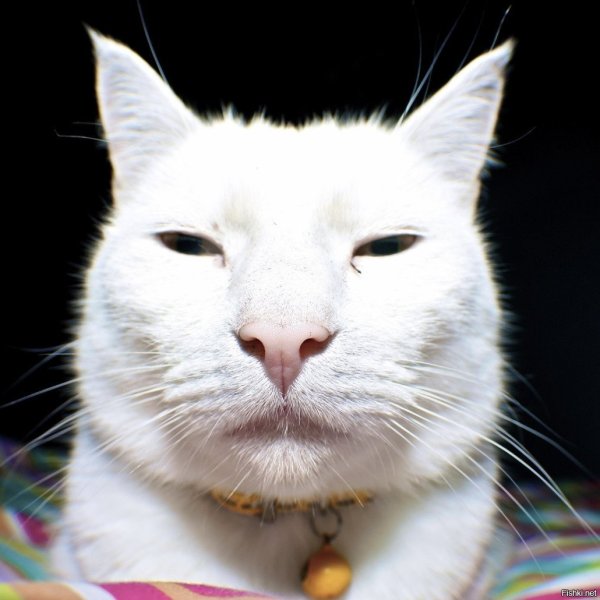 Узкоглазые кошки