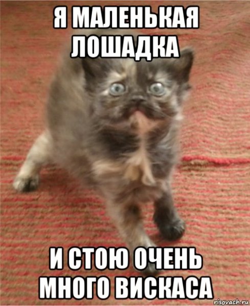 Котенок Мем