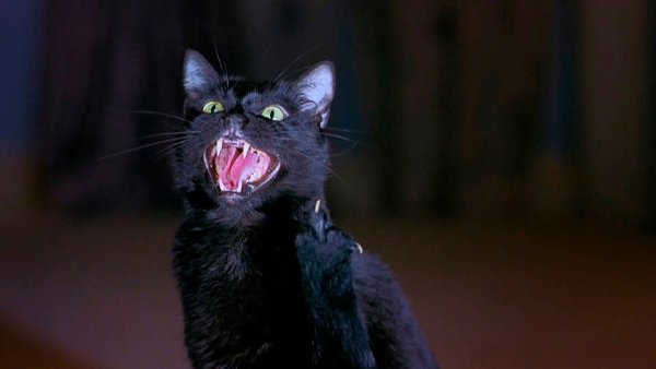 Кот из очень страшного кино