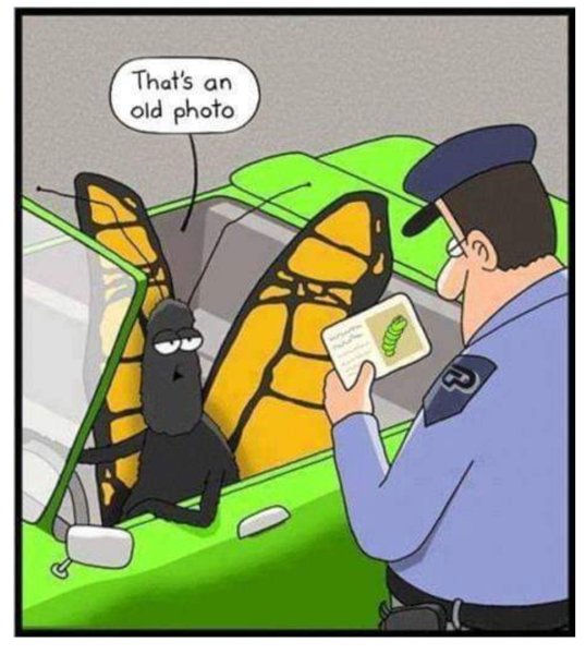 Бабочка карикатура