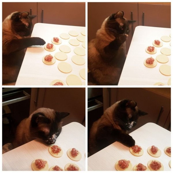 Кот наелся пельменей