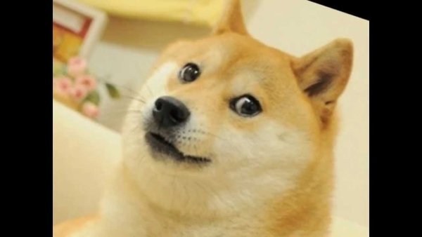 Собака из мема