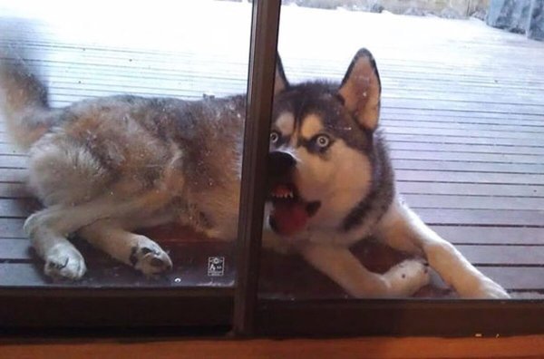 Хаски за стеклом