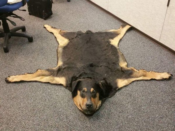 Ковер из собаки