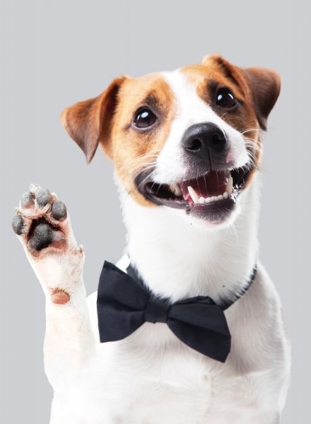 Порода Джек Рассел терьер