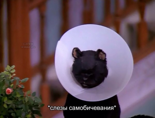 Кот из Сабрины