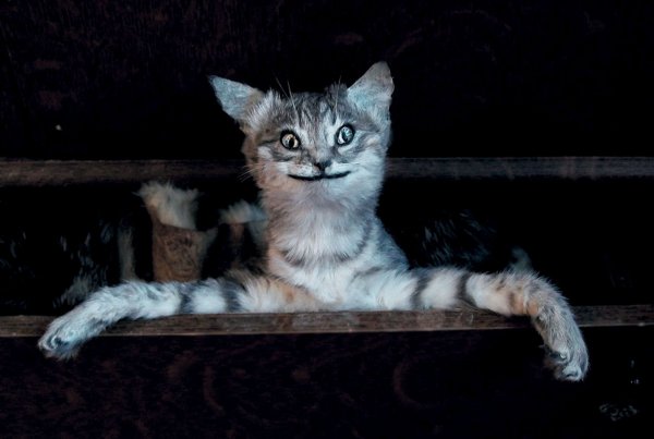 Упоротые коты