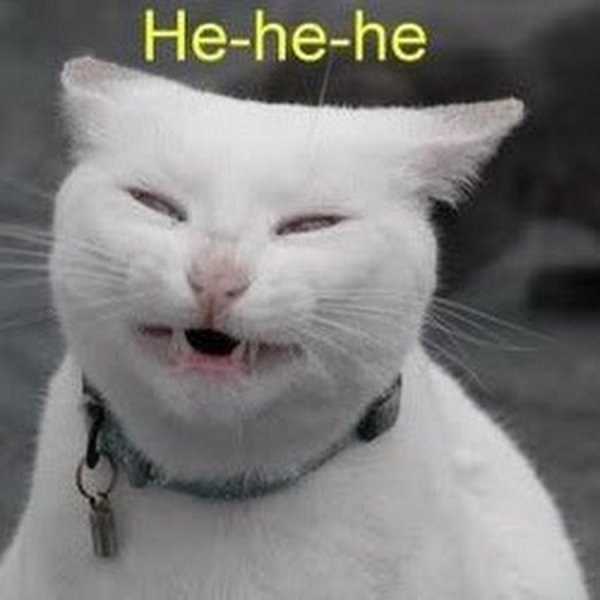 Hehe кот Мем