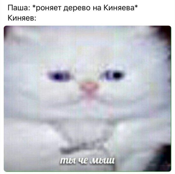 Ты чо мышь Мем