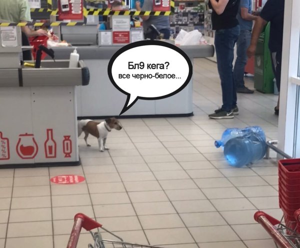 Собака с кегой