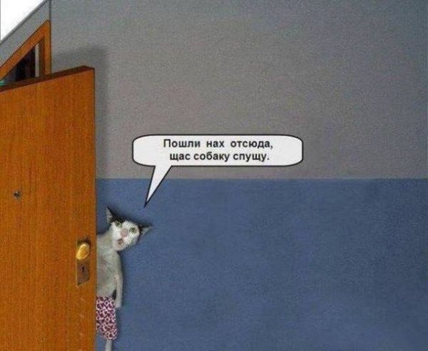 Щас собаку спущу
