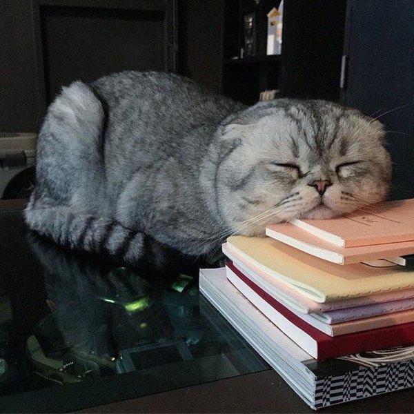 Усталый котик