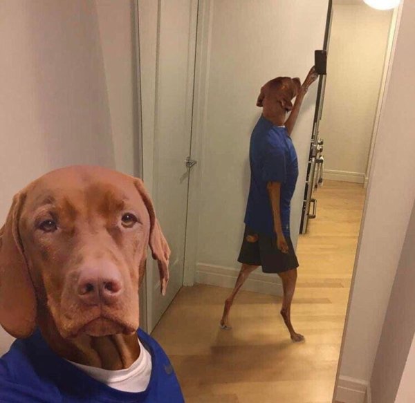 Селфи собаки