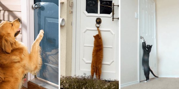 Кот ломится в дверь