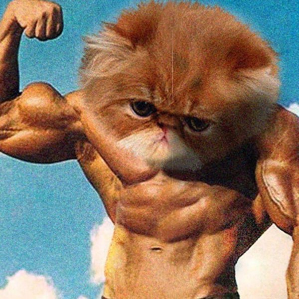 Мускулистый котик