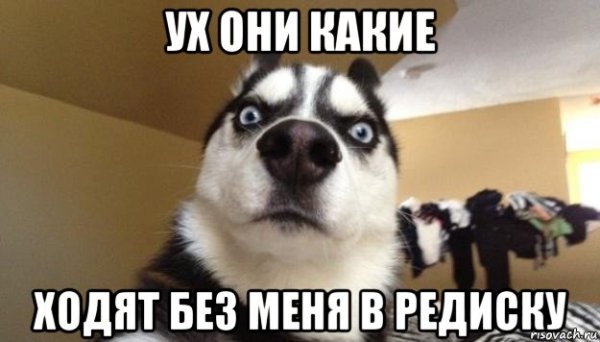 Собака удивляка на подушке Мем