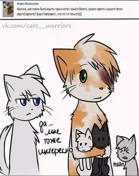 Коты Воители мемы