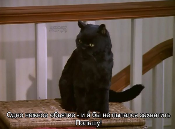 Сейлем кот Сабрина маленькая ведьма