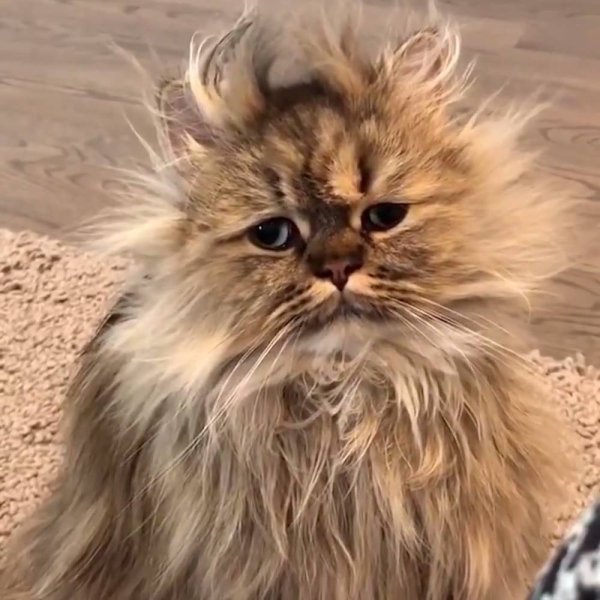 Взъерошенный котик