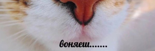 Воняешь слабостью кот