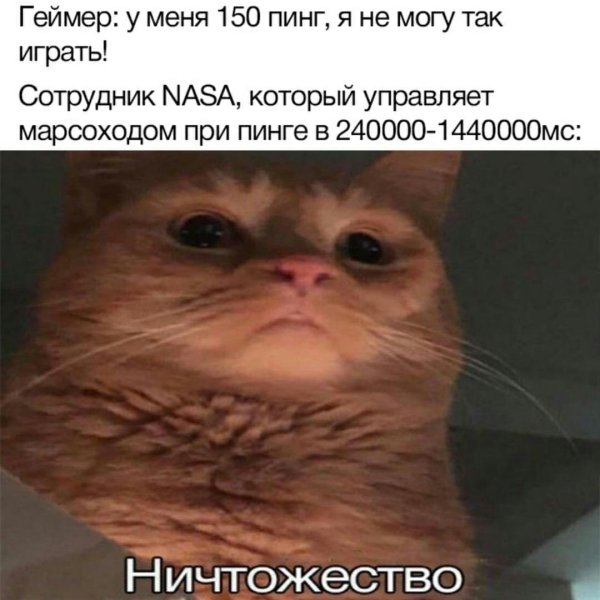 Ничтожество Мем с котом