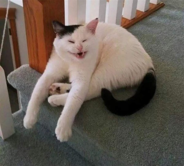 Кот упоролся