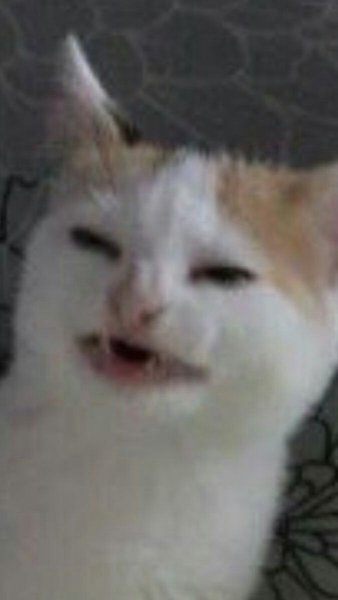 Мемный кот улыбается