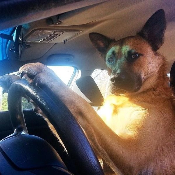 Звери за рулем