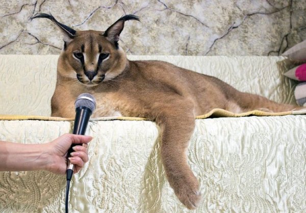 Каракал кот шлёпа