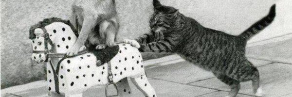 Кот толкает