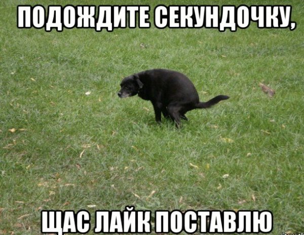 Какающая собака