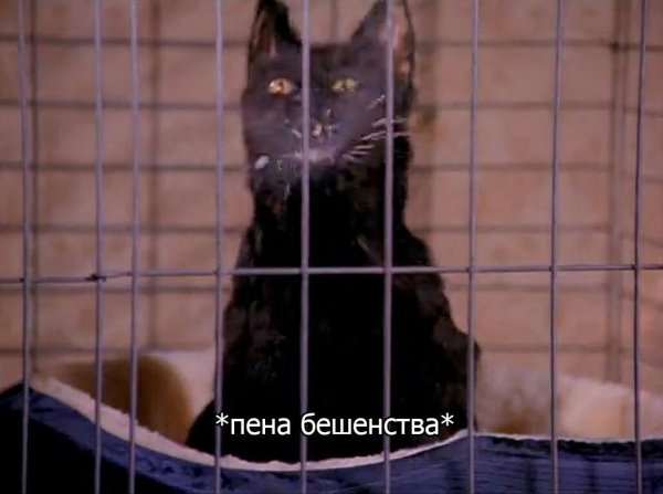 Сэйлем Сэйберхеген кот