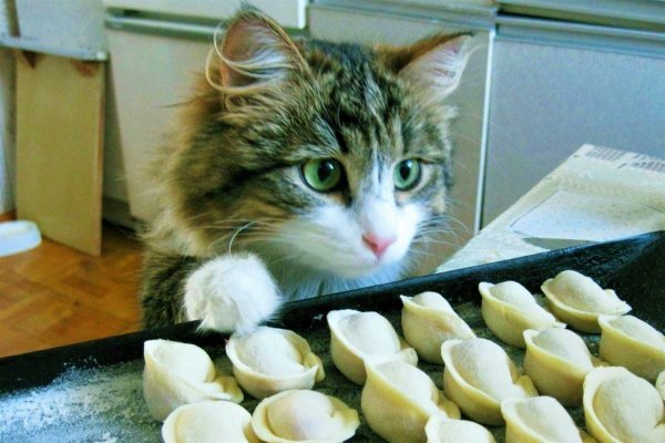 Кошачьи пельмени